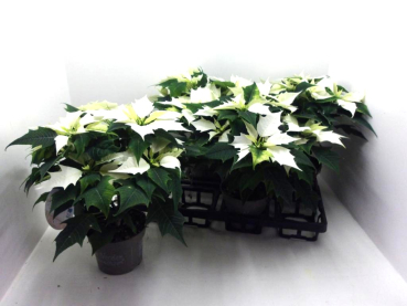 Poinsettia weiß