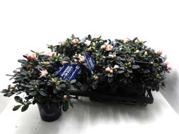 Azaleen "Christine M" lachsrosa