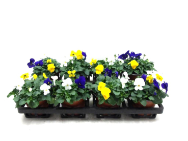 Viola cornuta Trio