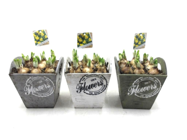 Narzissen in Holztopf eckig "Flowers"