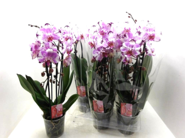 Phalaenopsis "Cascade" lila-weiß