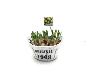 Narzissen in Holzschale 'Original'