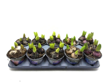 Hyacinthus 3pp Mix