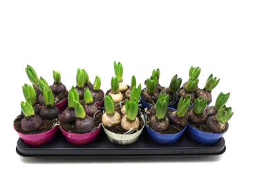 Hyacinthus 3pp Mix