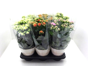 Kalanchoe "Sunny" Mix