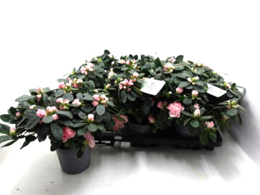 Azaleen "Lea" 22-25 cm lachsrosa