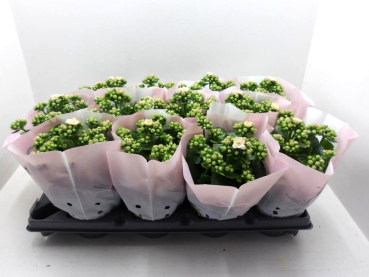 Kalanchoe gefüllt cremerosé