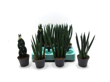 Mini Sansevieria Mix