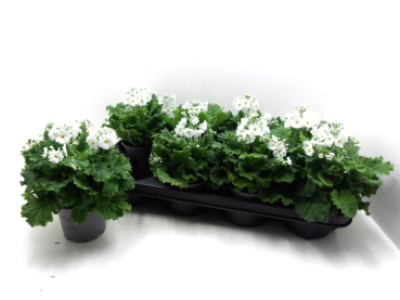 Primula malacoides weiß