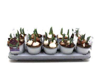 Tulpen bourdeaux gefüllt