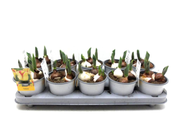 Tulpen gelb geflammt