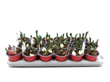 Tulpen "Seadove" rot