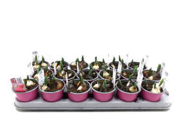 Tulpen "Carola" rosa