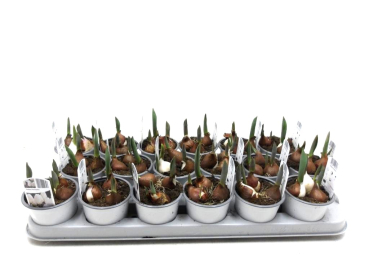 Tulpen "Purissima" weiß