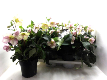 Helleborus "Ice N' Roses Picotee"