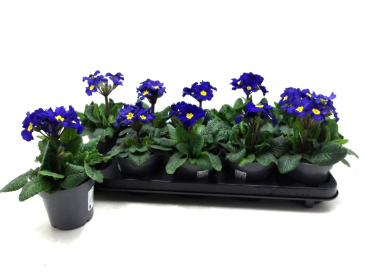 Primula elatior blau