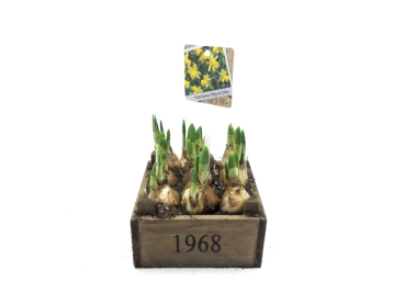 Narzissen in Holzkasten