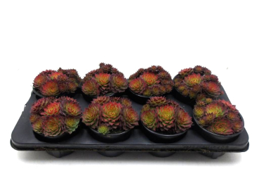 Sempervivum "Rio de Janeiro"