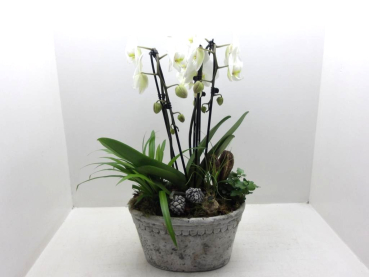 Phalaenopsis "Cascade" Schale