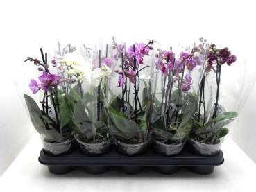 Phalaenopsis 2 Rispen Mix