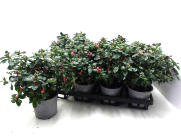 Azaleen 17-20 cm kleinblumig lachs