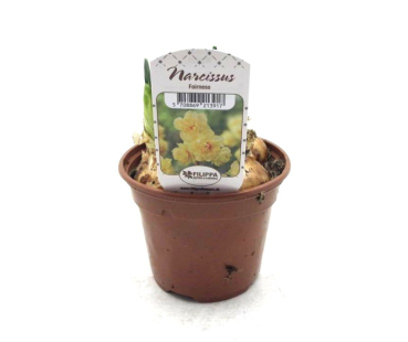 Narcissus  "Fairness"