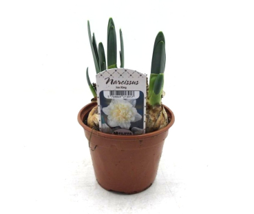 Narcissus  "Ice King"