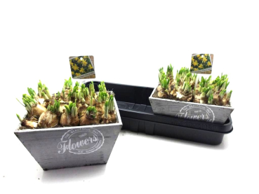 Narzissen in Holzschale