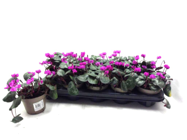 Cyclamen coum pink
