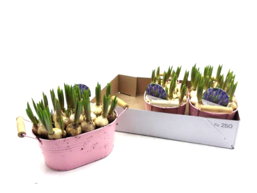 Muscari in Blechschale rosa