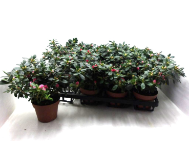 Azaleen 17-20 cm kleinblumig pink