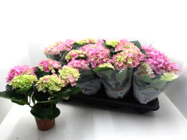 Hydrangea  macr. midi rosa