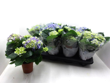 Hydrangea  macr. midi blau