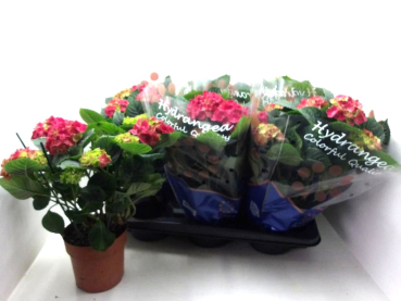 Hydrangea macro. rot