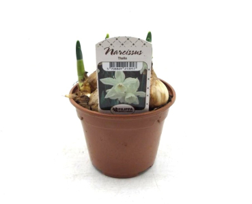 Narcissus  "Thalia"