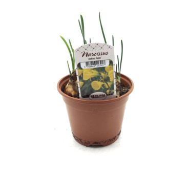 Narcissus  "Oxford Gold"