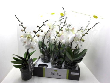 Phalaenopsis "Tablo" 2 Rispen weiß-rosé