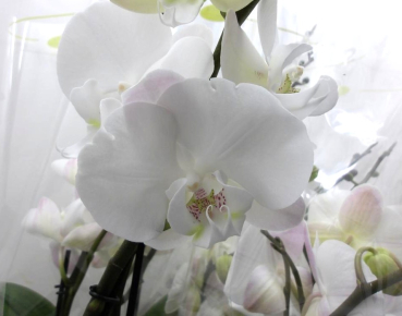 Phalaenopsis "Tablo" 2 Rispen weiß-rosé