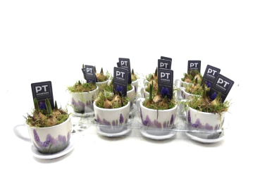 Muscari in einer Tasse