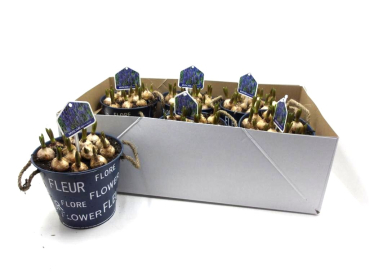 Muscari in Blechtopf "Fleur"