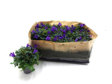 Mini Campanula "Get Mee" blau