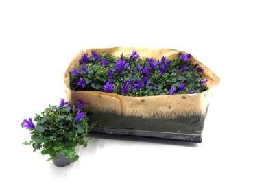 Mini Campanula "Get Mee" blau