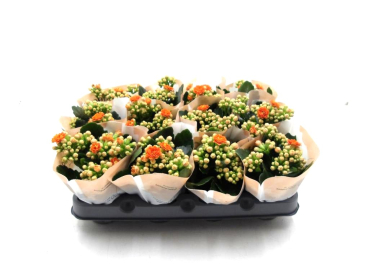Mini Kalanchoe orange