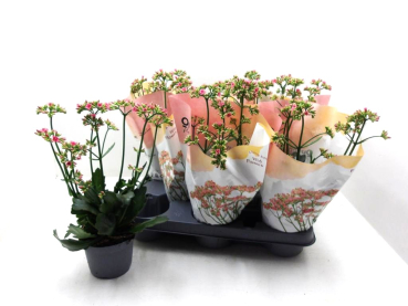 Kalanchoe "Lady Like"