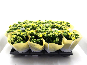 Kalanchoe gefüllt gelb