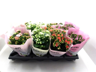 Kalanchoe gefüllt Mix