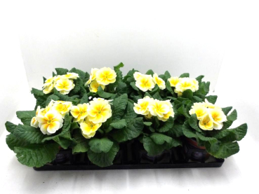 Primula acaulis Spiegelei