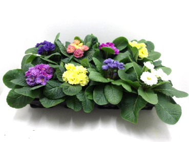 Primula gefüllt Mix