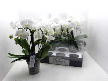 Phalaenopsis "Fontano" 5 Rispen weiß