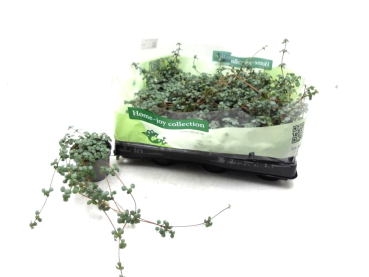 Mini Pilea nummularia